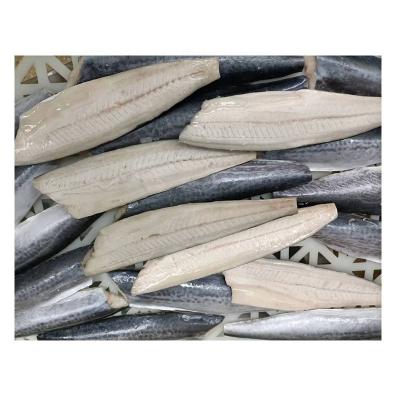 China Vitamins Good Quality Spanish Mackerel Frozen Fish Ties For Export for sale