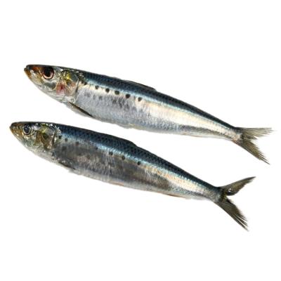 China NATURE OEM Style IQF Frozen Sardine Fish For Export for sale