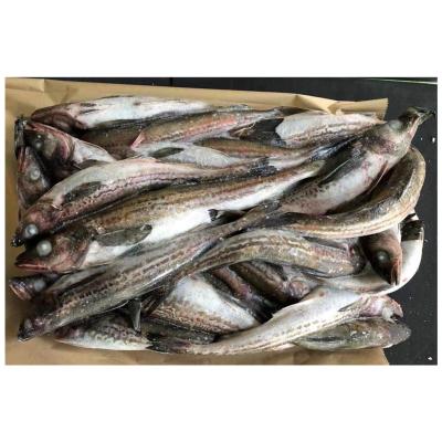 China NATURE good quality Alaskan yellow whiting frozen whole round for sale