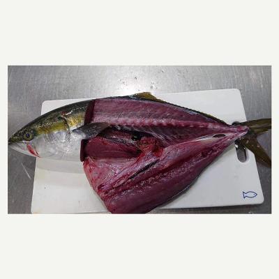 China Vitamins purchase all fresh fish around frozen yellow tail for frozen amberjack seriola quinqueradiata canned by Japan process for sale