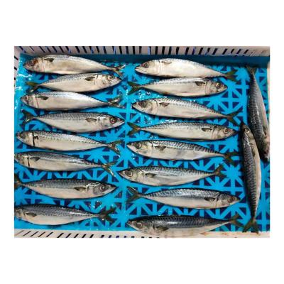 China Vitamins IQF Frozen Fish Pacific Mackerel For Export for sale