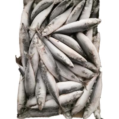 China NATURE Seafrozen Pacific Mackerel Fish Whole Round BQF For Market for sale