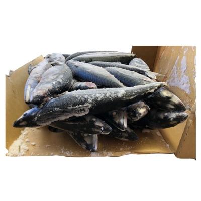 China Japanese Origin 300/500g NATURE Hot Selling Frozen Pacific Mackerel for sale