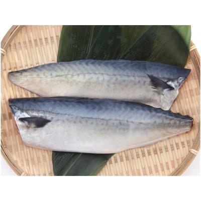 China Vitamins Good Quality IQF Frozen Pacific Mackerel Fish Fillet for sale