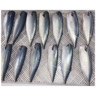 China Good Vitamins Pacific Quality IQF HGT Frozen Mackerel for sale