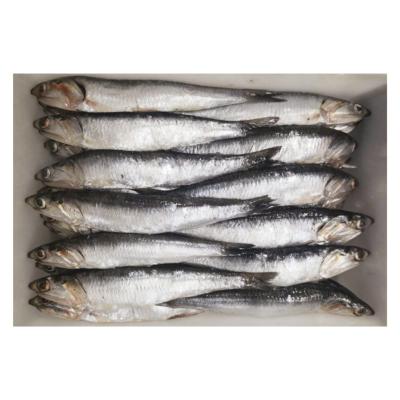 China Good Vitamins Quality BQF Frozen Whole Anchovies Fish For Export for sale