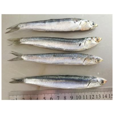 China Good Vitamins Price IQF Whole Round Anchovies For Treatment for sale