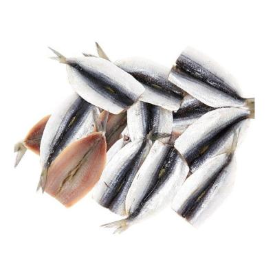 China Vitamins Good Prices Frozen Sardine Fish Fillet Tail On for sale