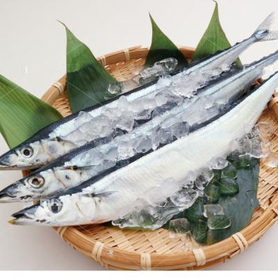 China Vitamins Good Quality Whole Pacific Frozen Pacific Fish For Curing for sale