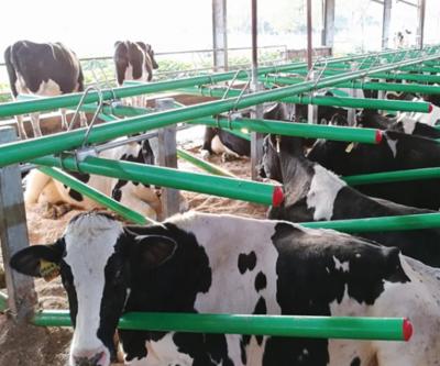 China Easily Install New Design Dairy Cattle Stable Free Stall Cage Calf Cow Stall From China Manufacture for sale