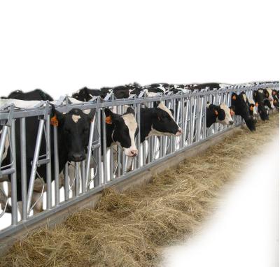 China New Design Manual Power Cow Stall Strength Collar Saving Cattle Fence Headlock Cow Fence Strength Collar From China Manufacture for sale