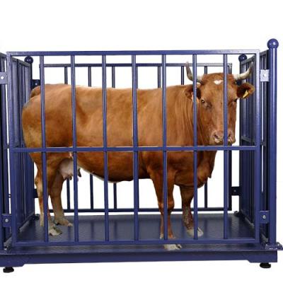 China Industral Scale 1-1.5 Ton 1.5 Ton 1.5 M Digital Weighing Cattle Scales Electronic Animal Scales With Lock And Fences for sale