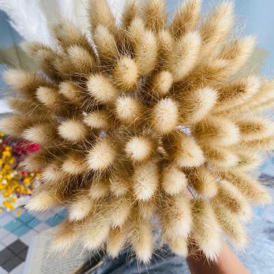 China Plant Wholesale Free Shipping Pampas Dried Flower Rabbit Flowers Wedding Decoration Setaria Wreathe Bunny Tails Grass for sale