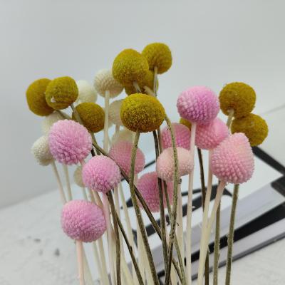 China Plant Free Shipping Bill Bouquet Dried Flower Wedding Decor Home Decoration Natural Decorative Preserved Golden Ball Craspedia Flower for sale