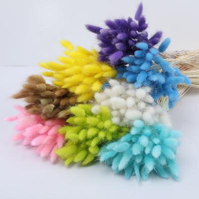 China Fashional Dried Flower Lagurus Ovatus Bunny Tails Rabbit Cut Tail Bunny Tails Home Decorative for sale