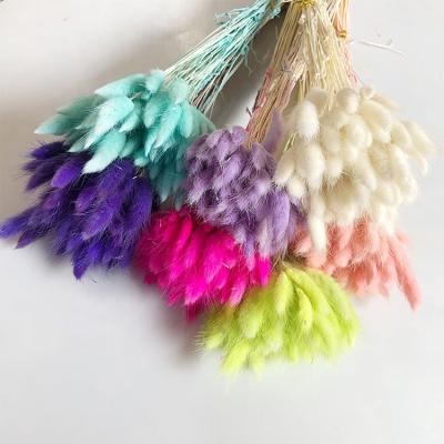 China Fashional Christmas Hot Sale Dry Flower Bunny Tails Grass Lagurus Ovatus Bunny Tails for sale