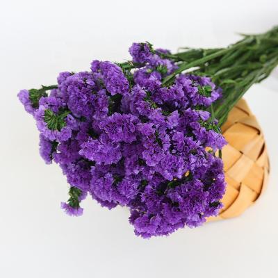 China Fashional Yunnan Preserved Flowers Dried Myosotis Sylvatica Flower Dried Flower Preserved Forget Me Not for sale