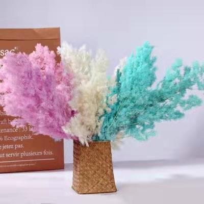 China Fashional Amazon Hot Selling Decorative Flower Dried Flower Fern White Asparagus Ming Ferns Immortal Natural for sale