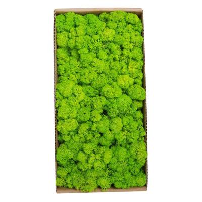 China Fashional Wholesale Sustainable 500g Natural Preserved Moss A Grade Reindeer Dried Sea Moss Wholesale Preserved Moss for sale