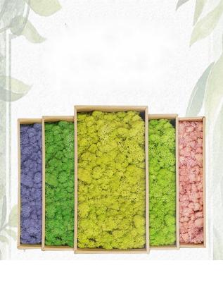 China Wholesale Fashional Soft And Fresh Preserved Lichen Real Moss Stabilized Decor Moss for sale