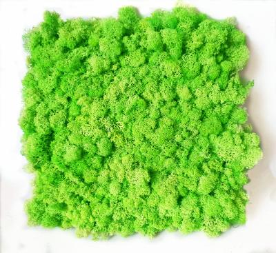 China Fashional Stabilized Artificial Lichen Greenery Preserved Decorative Reindeer Moss Wall Panel for sale