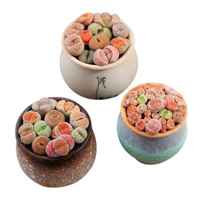 China Wholesale Single Lithops Mini Ceramic Pot Colorful Mixed Lothops In Pot Indoor Plant Bonsai Ceramic Decoration for sale