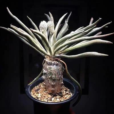 China Single Hot Sale Astrophytum Succulent Caput-Medusae Ornamental Indoor Home Decoration Cactus for sale