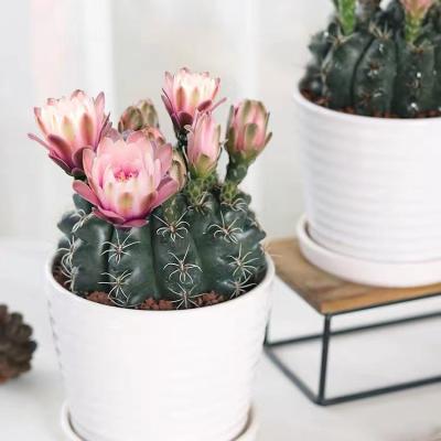 China Simple home indoor decoration cactus Gymnocalycium baldianum bonsai gardening pot for wholesale for sale