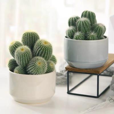 China Simple Hot Selling Home Office Decoration Indoor Cactus Multi Heads Bonsai With White Pot Ornament for sale