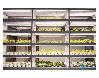 China Easy to Grow LED Vertical Hydroponic Plant Agricultural Artificial Light Organic Planting Hydroponic Plant for sale