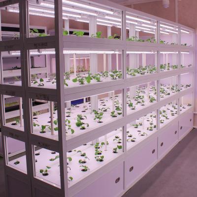 China Easy To Grow Middle East Indoor Hydroponic Growing System Equipment for sale