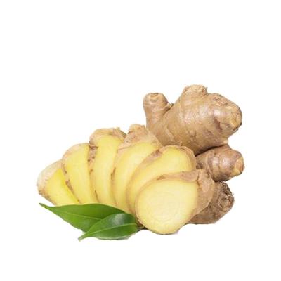 China Sale High Quality Fresh New Culture Fresh Ginger Fresh/Dry Cheap Price for sale