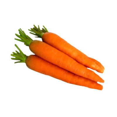 China New Fresh Vegetable Carrot Wholesale Price Per Ton 2020 Fresh Crop From Carrot Exporter for sale