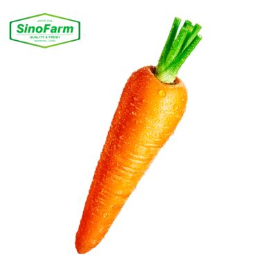 China Best new fresh cultivation of Chinese carrot fresh carrot vegetable wholesale price for sale for sale