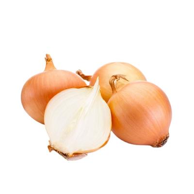 China Factory fresh supplying high fresh onion quality to super market for sale