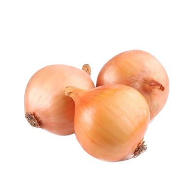 China Fresh Fresh Red/Yellow Onion Factory Supplying With Wholesale Price For Export for sale