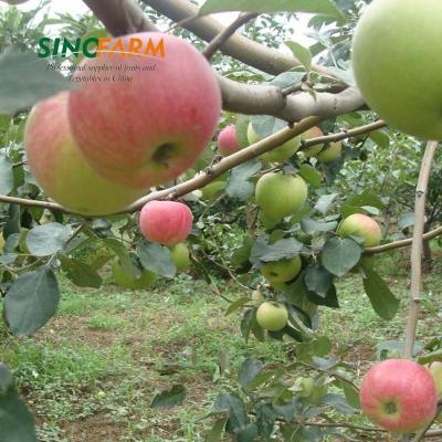 China Chinese Fresh Bulk Red Apple Supplier Fresh Apple Exporters for sale