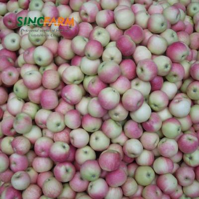 China Good Price Chinese Fresh Fresh Apple Fruit with Red Star Apple for sale