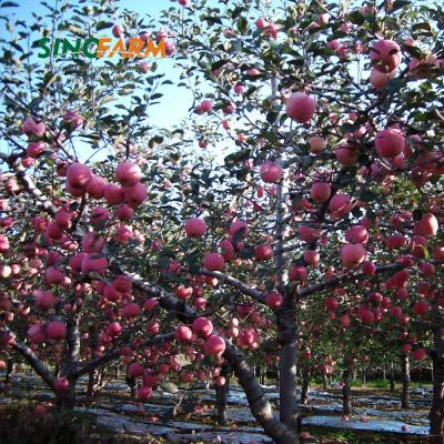 China Fresh Bulk High Quality Candy Striped Fuji Red Apple for sale