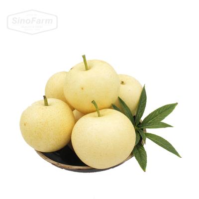 China 2021 fresh new crop of first ripe fresh fruit of pears for sale for sale