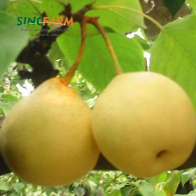 China Fresh 20 years experience Chinese bulk kinds fruit fresh ya pear for sale