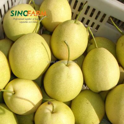 China Pear Factory Shandong Fresh Pear Cheap Price for sale