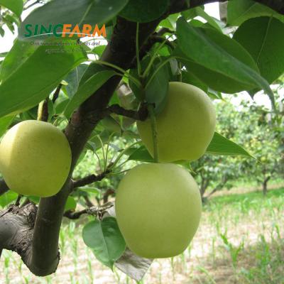 China New cultivation fresh nashi fragrant pear for european markettet for sale