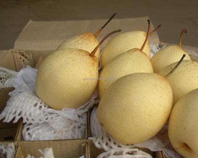 China Fresh Ya Pear Asia Chinese Fresh Pear Packing In 15kg Box for sale