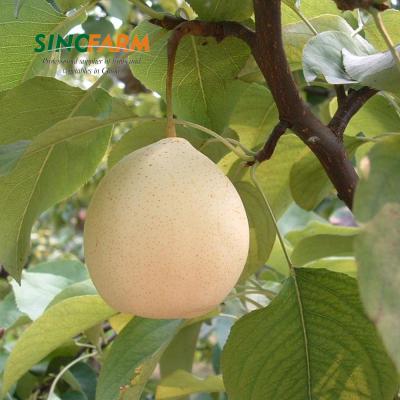 China Fresh Fresh Asian Pear Ya Type Of Pear With Wholesale Price for sale