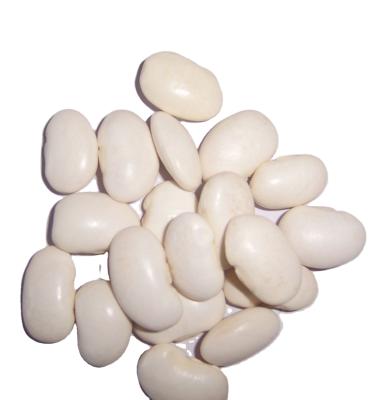 China New china baishake white dwarf bean cultivation dry price for sale