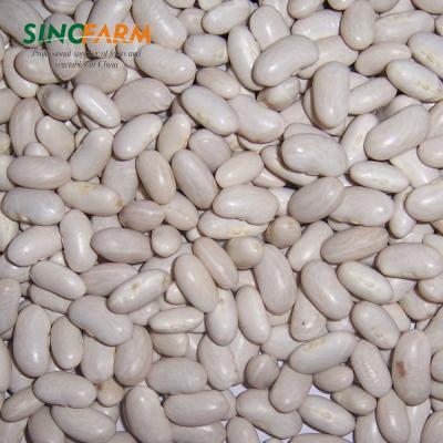 China Dry Large Dwarf White Kidney Bean for sale