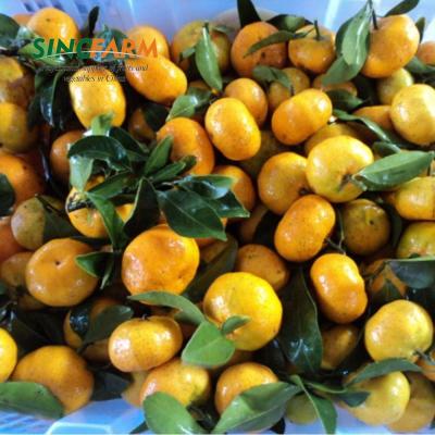 China Factory Manufacturer Fresh Fruit Baby Fresh Tangerine for sale