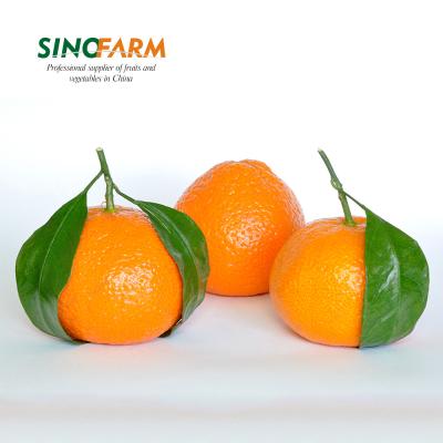 China Pakistan fresh fresh fruit tangerine for wholesales for sale