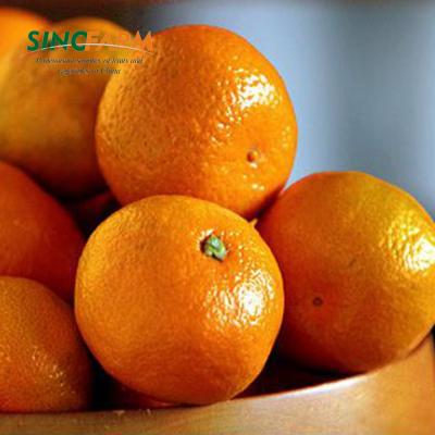 China Citrus fresh indian kinnow chinese fresh tangerine for sale